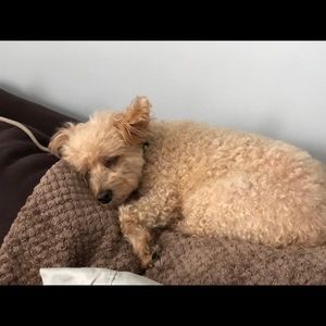 Meet your Posher, Chantel